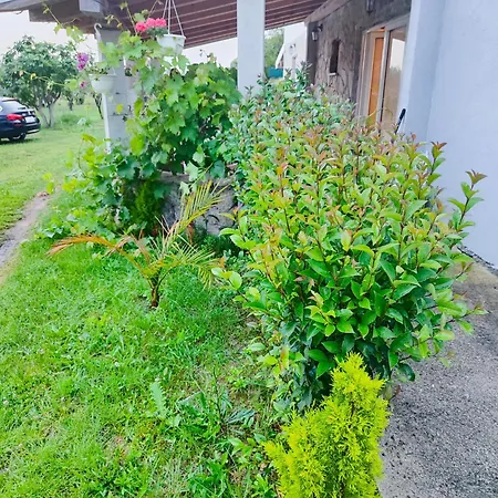 Mare * Babin Dub Plocanski